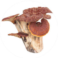 Alt image